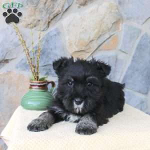 Jack, Miniature Schnauzer Puppy